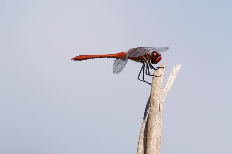 Dragon in Fantasy Realm